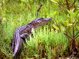 Crocodile in natural wetlands
