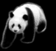 Endangered Giant Panda