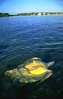 dead sea turtle floating upside down