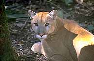 Endangered Florida Panther