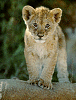 lioncub