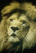 male lion (The Learning Co)