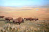 Bison roam the Great Plains - severely reduced in numbers