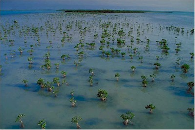 Hundreds of Mangroves which have been replanted to rebuild and strenghthen the ecosystem