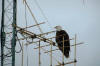 Birds perch on communications antennas and wires in cities