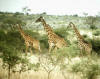 Giraffe family on the African Savanna
