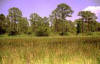 Savanna grasslands in Florida