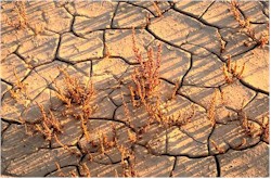 Dying plants in parched cracked earth - results of persistent drought in vulnerable ecosystem