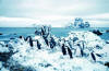 Penguins at home in the Antarctic Polar region
