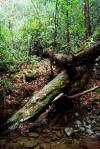 Fallen and rotting logs in forests provide habitat for species and soil nutrients