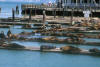Seals bask on top of docks and piers in coastal city