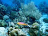 Marine life-supporting coral reef