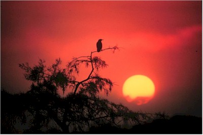 Lone bird witnesses the "Sunrise Over the Everglades" from a tall perch