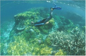 Diver carefully looks at reef, but doesn't touch anything