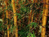 Bamboo forest - crucial for survival of Giant Panda