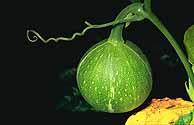 Immature Okeechobee Gourd plant