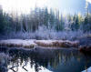 Frost covers forest next to lake in winter
