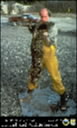 Dead oiled sea otter