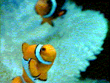 Clownfish among coral