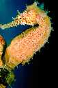 A Seahorse can grasp with its tail and hang onto plants.  They are weak swimmers.  Females lay eggs in  special pouches males have.  In 10-45 days the male releases live young from his pouch.
